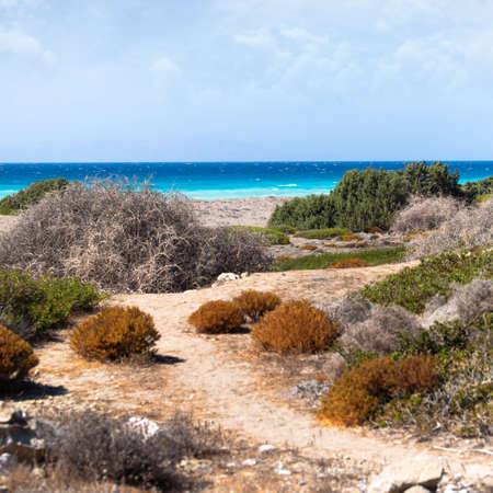 An empty wild beach on the Aegean coast with bright bushes in the foreground and a beautiful turquoise sea in the background. Rhodes island, Greece. Unusual space seascapeの写真素材