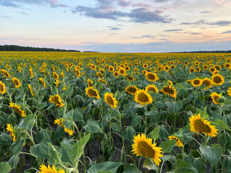 Field with blooming yellow sunflowers in Ukraine