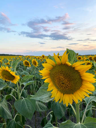 Field with blooming yellow sunflowers in Ukraineの写真素材