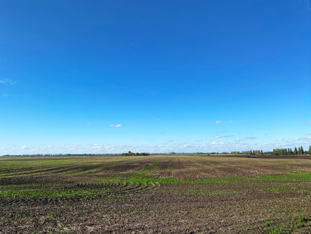 Field against clear blue sky in sunny weather, Ukraineの写真素材