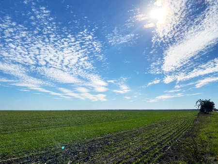 Field against clear blue sky in sunny weather, Ukraineの写真素材