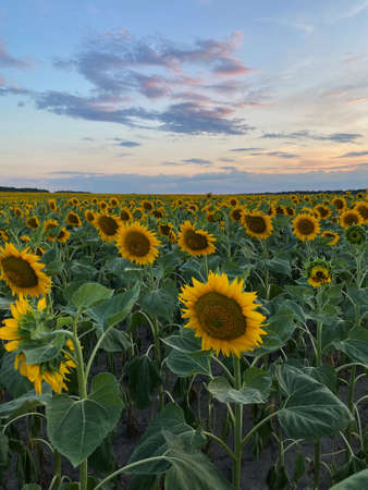 Field with blooming yellow sunflowers in Ukraineの写真素材