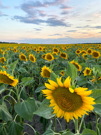 Field with blooming yellow sunflowers in Ukraineの写真素材