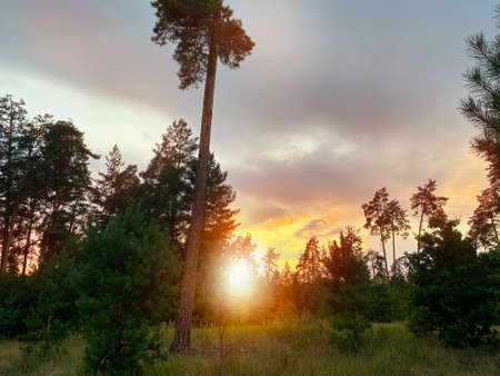 Forest at sunset with bright orange sunrise