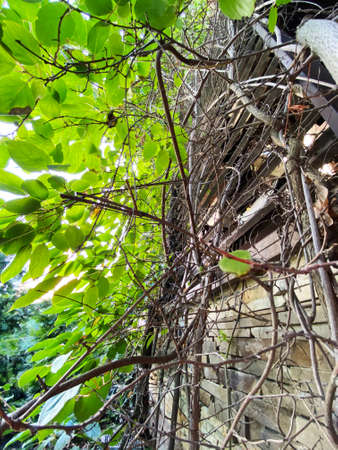 Creeping plant with bright green leaves and sun raysの写真素材