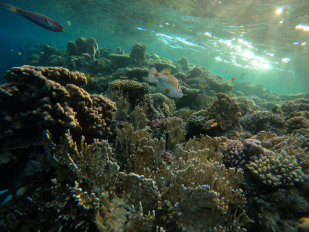 Underwater scene with coral reef in the Red Seaの写真素材