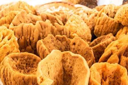 Natural marine sponge for washing in the shower.の写真素材
