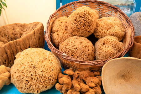 Natural marine sponge for washing in the shower.の写真素材