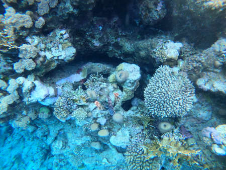 Underwater scene with coral reef in the Red Seaの写真素材