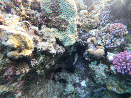 Underwater scene with coral reef in the Red Seaの写真素材