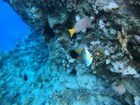 Underwater scene with coral reef in the Red Seaの写真素材