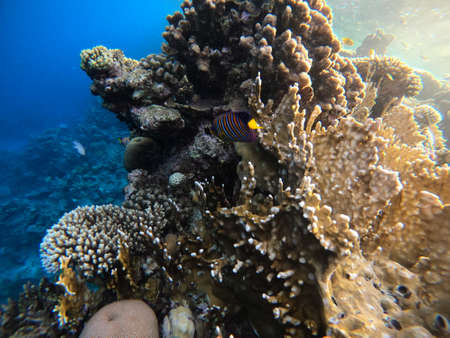 Underwater scene with coral reef in the Red Seaの写真素材