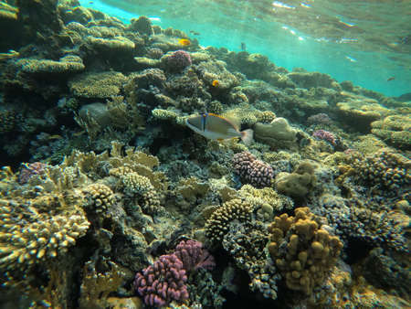 Underwater scene with coral reef in the Red Seaの写真素材