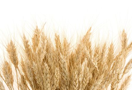 ripe barley ears isolated on white backgroundの写真素材
