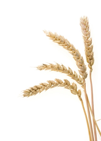 ear of wheats  isolated on white backgroundの写真素材