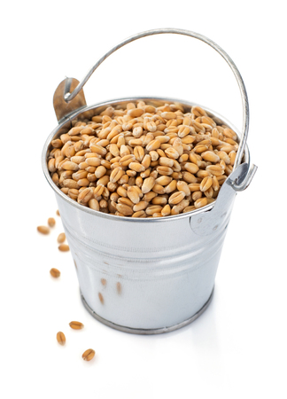 wheat grain in bucket isolated on white backgroundの写真素材