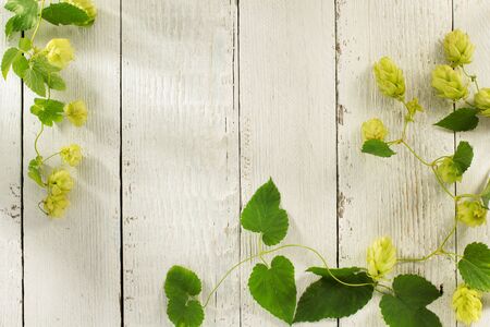 hop cones on wooden backgroundの写真素材