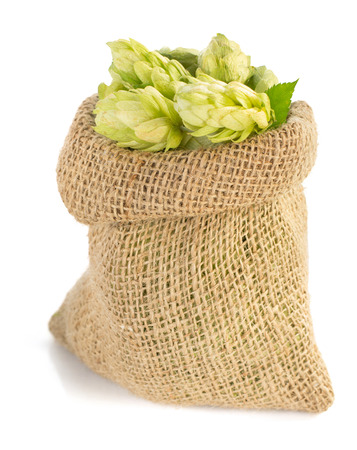 hop cones isolated on white backgroundの写真素材