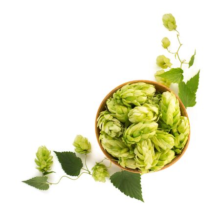bowl full of hop cones isolated on whiteの写真素材