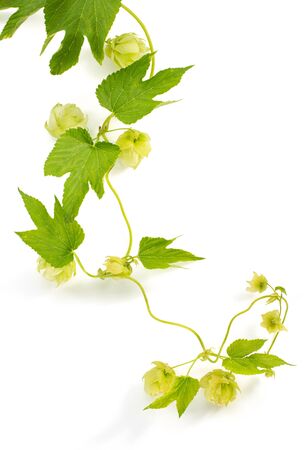 hop cones isolated on white backgroundの写真素材