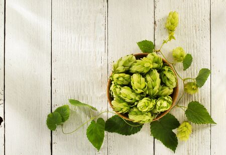 hop cones on wooden backgroundの写真素材