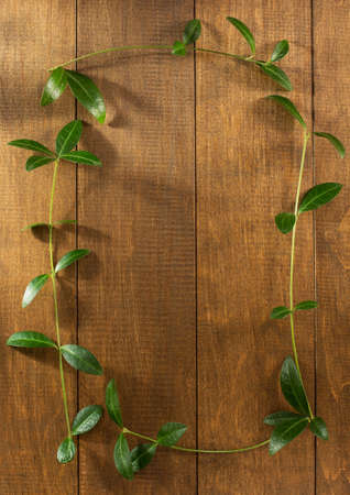 periwinkle on wooden background texture