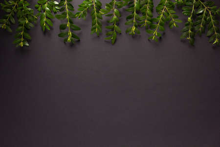 Branch with leaf at black paper background texture. Ecology concept or creative ideaの写真素材