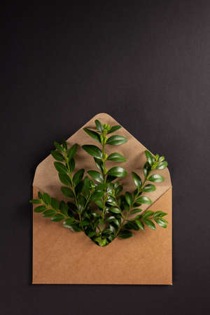Branch with leaf in envelope at black paper background texture. Ecology concept or creative ideaの写真素材