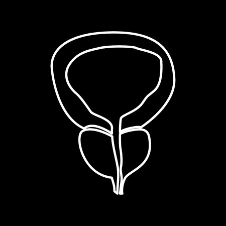 The prostate gland and bladder it is icon . Flat style .のイラスト素材