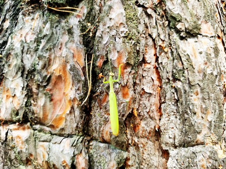 Mantis on pine bark climbing upwards in summer dayの写真素材