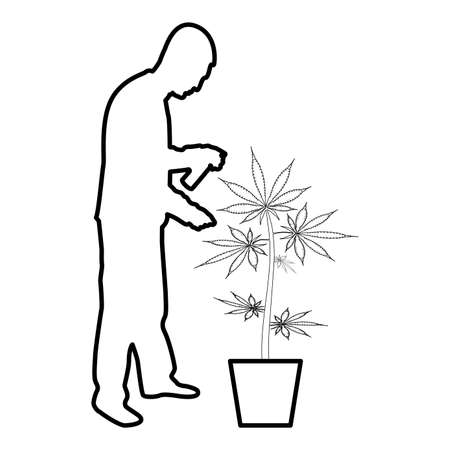 Man caring for marijuana plant in pot Water spraying using hand sprinkler Watering Gardening harvesting concept at home contour outline black color vector illustration flat style simple imageのイラスト素材