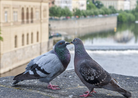 Czech Republic, Prague . Pigeons kissing , sitting on the parapet of Charles Bridge over the Vltava River .の写真素材