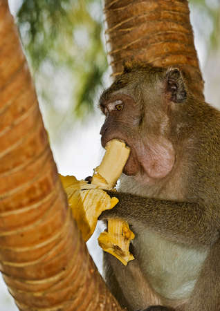 Wild Monkey on the beaches of Krabi Thai . Monkey eating a banana , filling cheek pouches .の写真素材