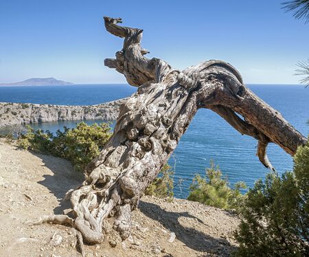 Crimea near the village of Novy Svet. Blue Bay with the royal beach. Relic juniper and pine groves miraculously growing on rocks of the steep coast.の写真素材