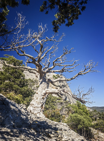 Crimea near the village of Novy Svet. Relic juniper and pine groves miraculously growing on rocks of the steep coast.の写真素材