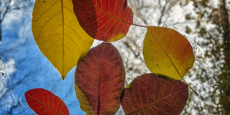 After the rain , autumn leaf fall . Autumn leaves of various colors on the windshield of a passenger car on the background of bright blue sky .の写真素材