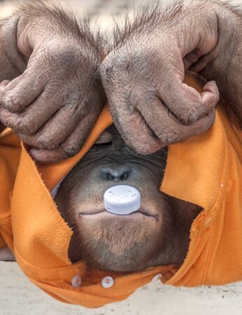 Thailand, Pattaya. Monkey chimpanzee dressed in orange T-shirt, played by mouth plastic cap from the bottle - that would take it into his mouth, then puts out.の写真素材