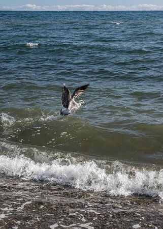 Russia, Crimean peninsula, Sudak region. Seagulls feeding near the shore.の写真素材