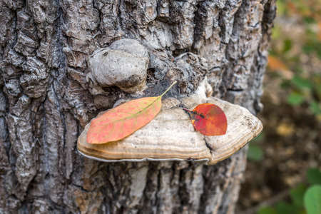 Walk along the autumn Donskoy Grove. Tree mushroom with colorful fallen leaves.の写真素材
