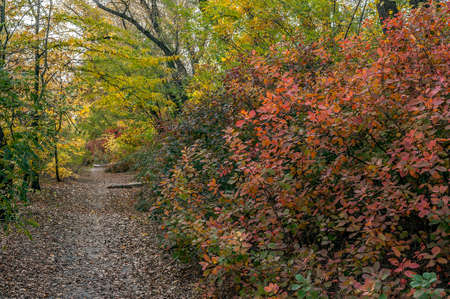 Russia, the vicinity of Rostov-on-Don. Wonderful Don autumn in a coastal grove. The splendor of the color palette.の写真素材