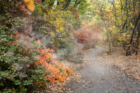 Russia, the vicinity of Rostov-on-Don. Wonderful Don autumn in a coastal grove. The splendor of the color palette. Light fog among the trees ..の写真素材