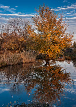 Russia; the vicinity of Rostov-on-Don. Wonderful Don autumn in a coastal grove. Reflection of a tree in the water. The splendor of the color palette.の写真素材