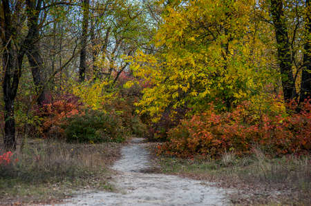 Russia, the vicinity of Rostov-on-Don. Wonderful Don autumn in a coastal grove. The splendor of the color palette.の写真素材