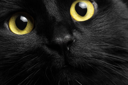 closeup portrait black cat の写真素材