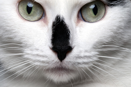 closeup portrait white cat with black noseの写真素材