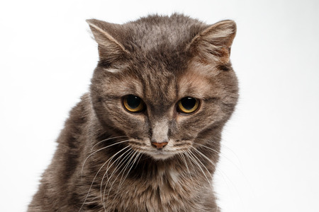 gray cat lowered his head guiltily on white backgroundの写真素材