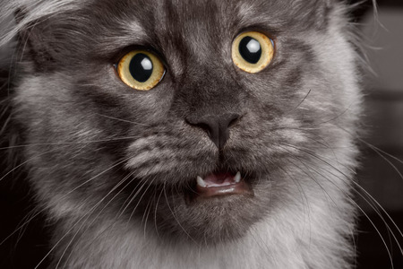 Close-up of Maine Coon with his mouth open, looking questioninglyの写真素材