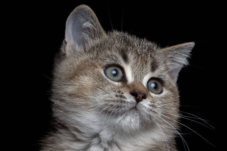 Close-up British kitty isolated on blackの写真素材