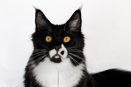 Closeup black and white Maine Coon on white backgroundの写真素材