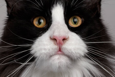 curious Maine Coon cat with pink noseの写真素材